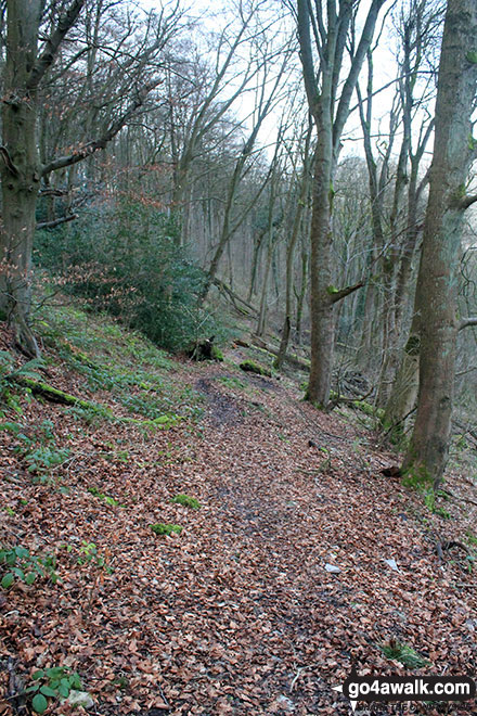 Walk d206 Monsal Dale and Ashford in the Water from Bakewell - Great Shackleton Wood