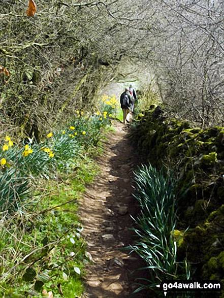 The trail along Overdale towards Gipsy Bank in Bloom