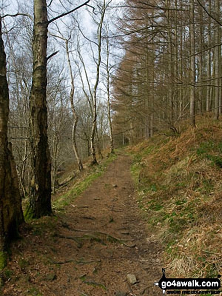 Walk d111 Foolow, Abney and Bretton from Eyam - Footpath in Abney Clough