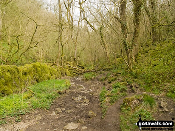 The trail through Monk's Dale