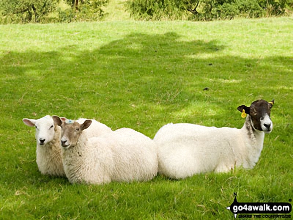 Walk d199 Stanton Moor from Rowsley - Sheep on Stanton Moor