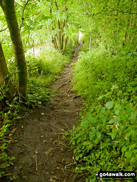 The path out of Sheepwalk Wood