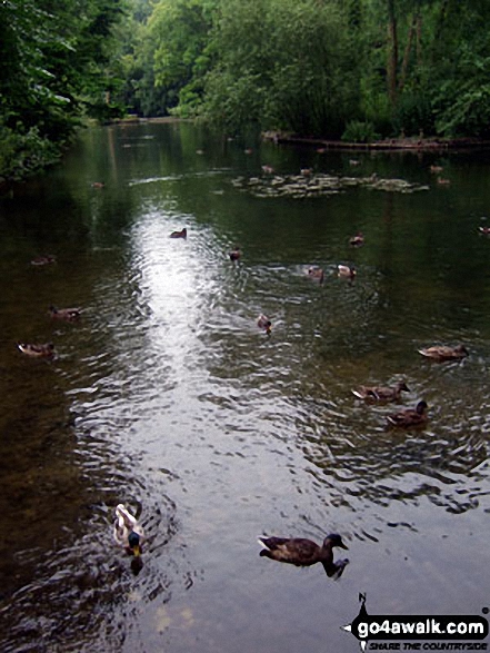 Walk ny242 Howl Dale from Thornton-le-Dale - The duck pond in Thornton-le-Dale