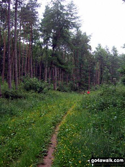 Walk ny242 Howl Dale from Thornton-le-Dale - The path through Howl Dale