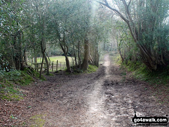 Woodland on Emery Down