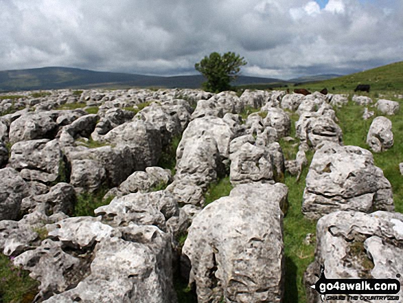 Walk c314 Whernside from Dent - Limestone Pavement on way to Whernside