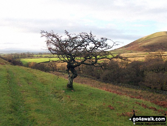 Lone Tree near Knock