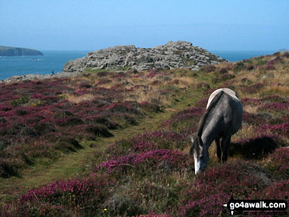 Wild ponies on St David's Head, The Pembrokeshire Coast Path