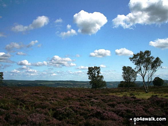 Walk d166 Stanton Moor, Birchover and Youlgreave from Stanton in the Peak - Heather in bloom on Stanton Moor