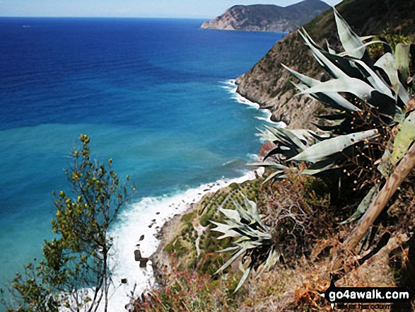 The cliffs between Vernazza and Corniglia, Cinque Terra