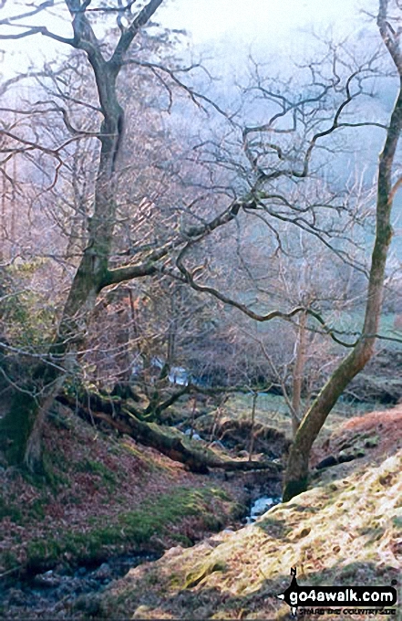 Walk c291 Cat Bells and High Spy from Hawes End - Ghyll nr Little Town, Newlands Valley