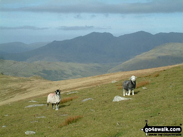 Walk c303 Swirl How and Wetherlam from Little Langdale - The Scafell Range from Great Carrs