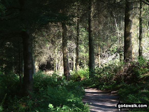 Path in Whinlatter Forest