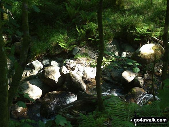 Comb Beck in Whinlatter Forest