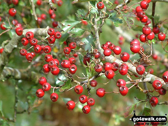 Haws in Harry Guards Wood