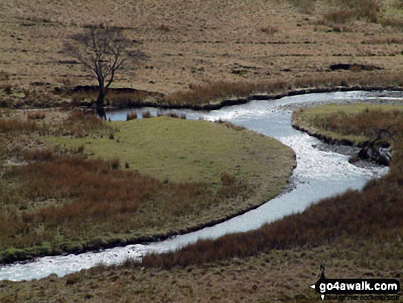 Trout Beck