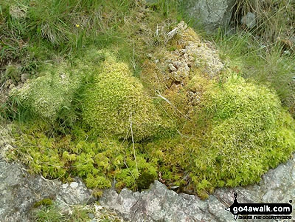 Moss Detail on Esk Pike