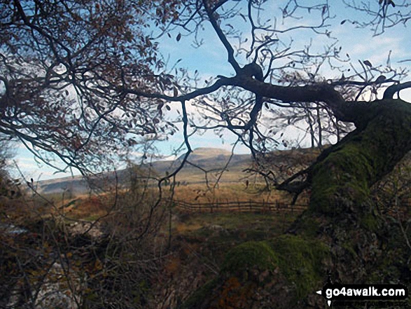 Walk ny100 The Ingleton Waterfalls from Ingleton - Ingleborough through the trees from above Beezley Falls, The Ingleton Waterfalls