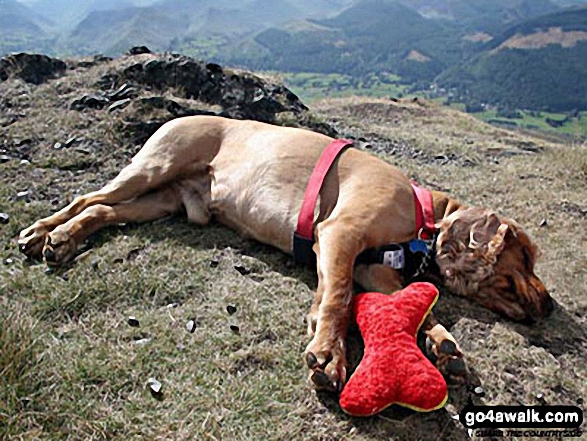 Jasper on Dodd (Skiddaw) in The Lake District Cumbria England