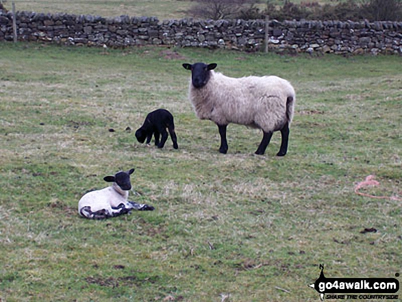 Locals near High Brunton Turret - Walking The Hadrian's Wall Path National Trail - Day 3