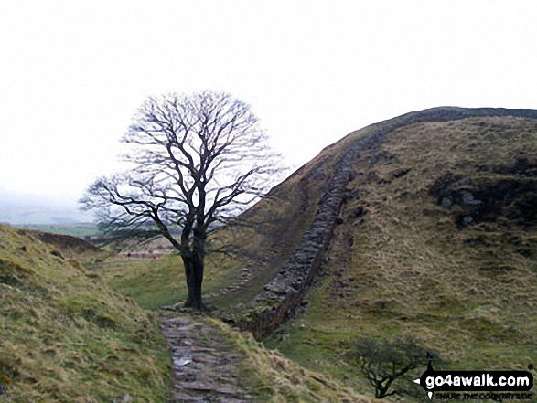 Sycamore Gap - Walking The Hadrian's Wall Path National Trail - Day 4