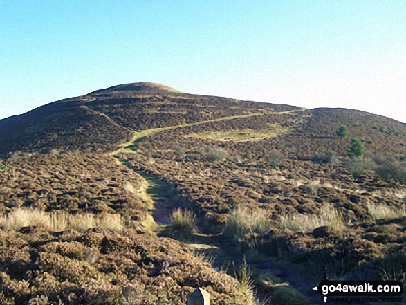 On The St Cuthbert's Way approaching Eildon Hill North