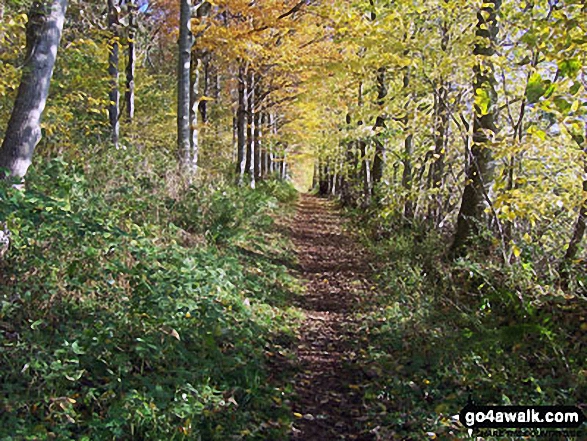 The St Cuthbert's Way through Greenside Plantation