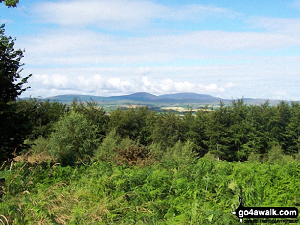 Castle from Hepburn Wood Forestry Car Park