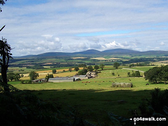 The Cheviot Hills from Hepburn Wood