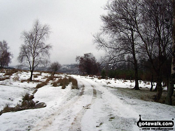 View north at top of Primrose Wood