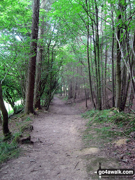 Walk ny139 Lastingham from Hutton-le-Hole - Walking through Hagg Wood near Lastingham