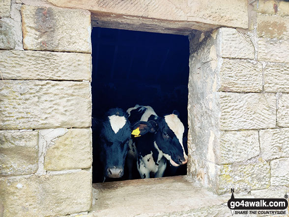 Walk d141 The High Peak Trail, Pilsbury Castle Hills and Upper Dove Dale from Earl Sterndale - Cows at a farm near Crowdecote