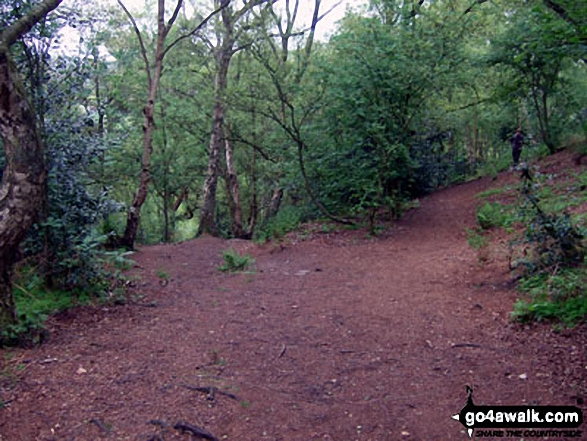 The Sandstone Trail in Dunsdale Wood near Frodsham