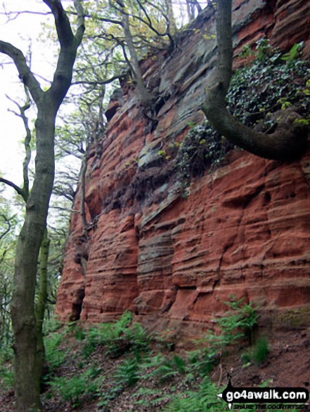 On The Sandstone Trail in Dunsdale Wood near Frodsham