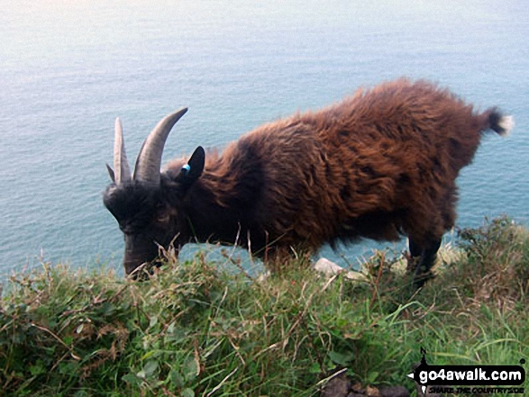 Wild goat on the South West Coast Path beneath Rugged Jack