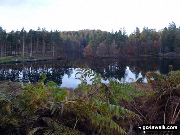 Walk c229 Tarn Hows, Oxen Fell High Cross and Low Tilberthwaite from Tarn Hows - Tarn Hows