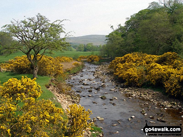 Broom in bloom along Tarnbrook Wyre near Abbeystead