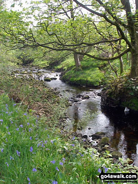 Tarnbrook Wyre near Tarnbrook