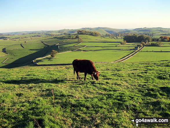 Cow on the summit of Narrowdale Hill