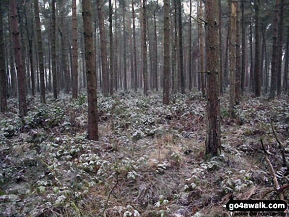 Lees Moor Wood (South East Top) summit