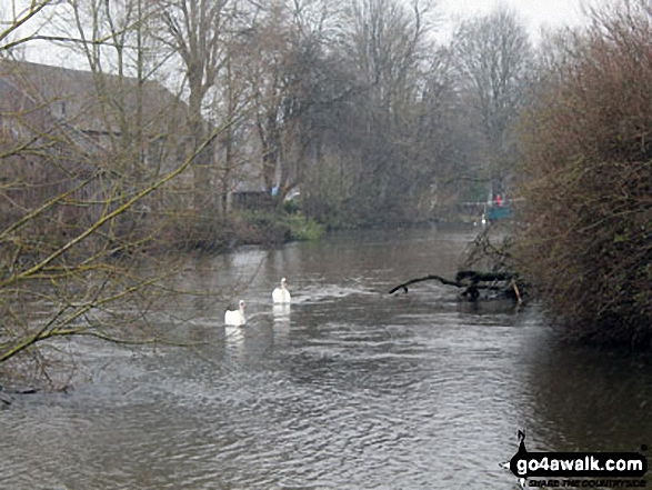 Walk d206 Monsal Dale and Ashford in the Water from Bakewell - Swans on The River Wye at Bakewell