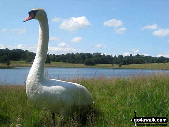 Swan in Tatton Park