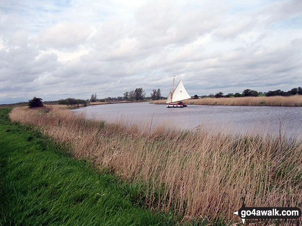 Walk nf117 The River Bure from South Walsham Broad (Pilson Green) - Wherry on the River Bure