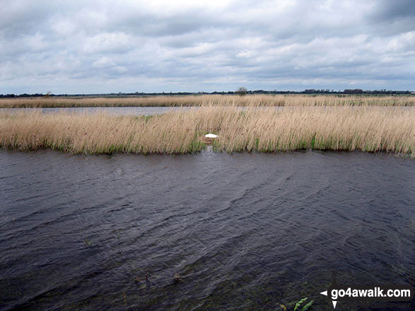 Walk nf117 The River Bure from South Walsham Broad (Pilson Green) - Swan's nest in the reeds of the River Bure