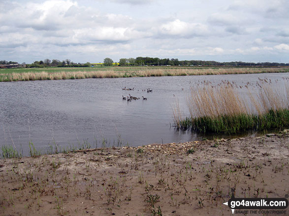 Walk nf117 The River Bure from South Walsham Broad (Pilson Green) - Water fowl on the River Bure