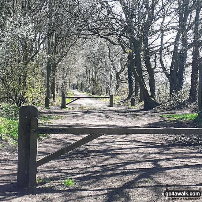 Walk ch235 Newchurch Common from Whitegate - The Whitegate Way - a former railway line