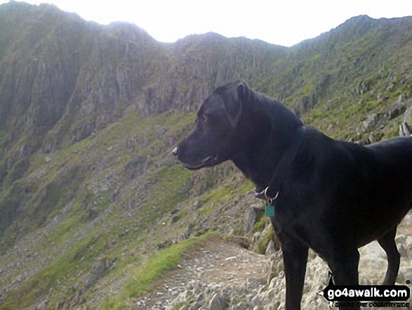 Walk gw107 Snowdon and Yr Aran from Rhyd-Ddu - My mountain dog Degla, admiring the view (near the top of the PYG/Miners' Track) off Mount Snowdon