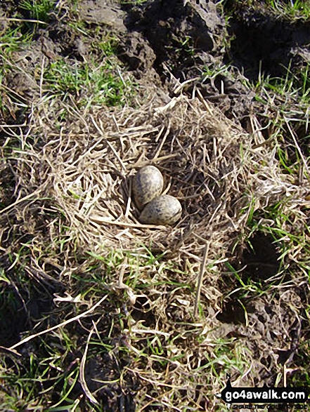 The Nest and Eggs of a Ground nesting Bird on Bracken Hill