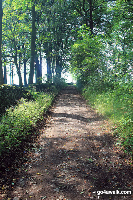 Walk d146 The High Peak Trail and Kenslow Knoll from Middleton-by-Youlgreave - Green Lane (Friden) in woodland near Mere Farm