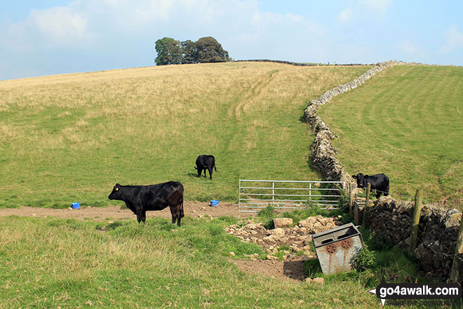 Walk d295 Bradford Dale, Long Dale, Gratton Dale and  Elton from Youlgreave - Crossing Gratton Moor